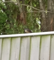 Rhipidura fuliginosa fuliginosa