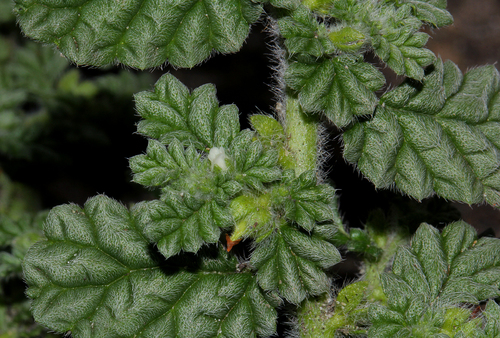 Coldenia procumbens image