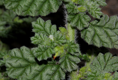 Image of Coldenia procumbens