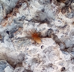 Dysderidae