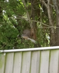 Rhipidura fuliginosa fuliginosa