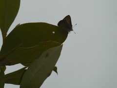 Hypochrysops epicurus