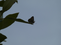 Hypochrysops epicurus