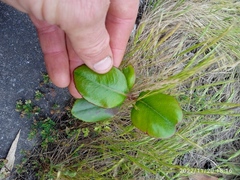 Rhaphiolepis umbellata