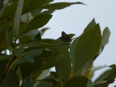 Hypochrysops epicurus