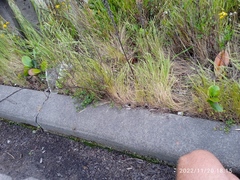 Rhaphiolepis umbellata