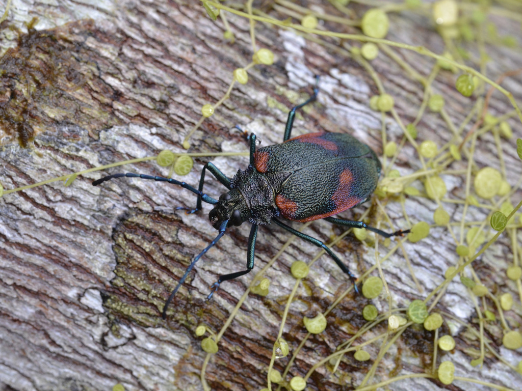 Hileolaspis aurata