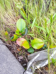 Rhaphiolepis umbellata