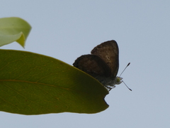 Hypochrysops epicurus