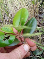 Rhaphiolepis umbellata