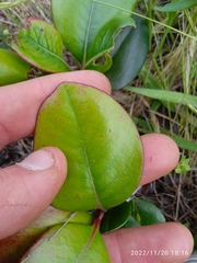 Rhaphiolepis umbellata