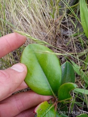 Rhaphiolepis umbellata