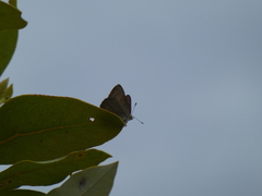 Hypochrysops epicurus