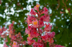 Aesculus × carnea