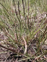 Microchloa caffra