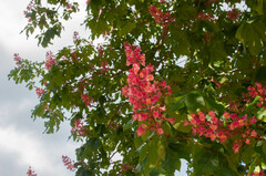 Aesculus × carnea