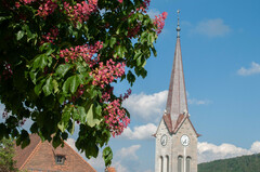 Aesculus × carnea