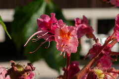 Aesculus × carnea