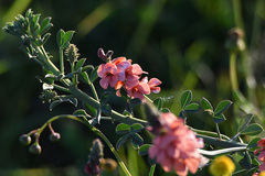 Indigofera heterophylla