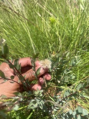 Lasiosiphon kraussianus