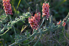 Indigofera heterophylla