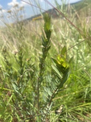 Lasiosiphon kraussianus