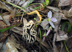 Morchella diminutiva
