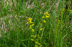 Aecidium euphorbiae