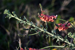 Indigofera heterophylla