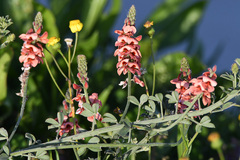 Indigofera heterophylla