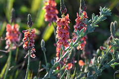 Indigofera heterophylla