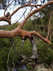 Angophora