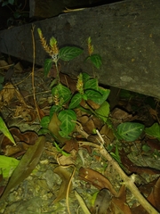 Lepidagathis inaequalis