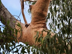 Angophora