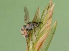 Entomophthora muscae