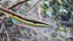 Oxybelis microphthalmus