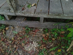 Lepidagathis inaequalis