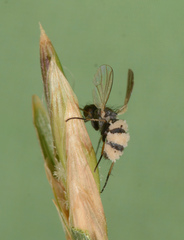 Entomophthora muscae