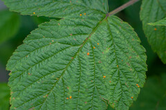 Phragmidium rubi-idaei