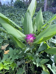 Curcuma