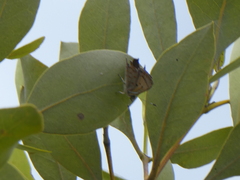 Hypochrysops epicurus