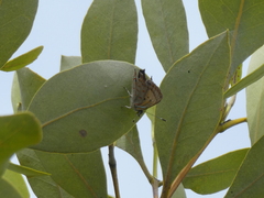 Hypochrysops epicurus