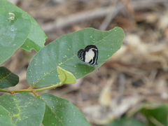 Psychonotis caelius
