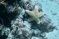 Choriaster granulatus