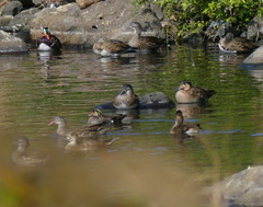 Sibirionetta formosa