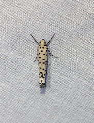 Ethmia clytodoxa