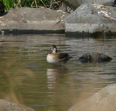 Sibirionetta formosa