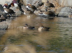 Sibirionetta formosa