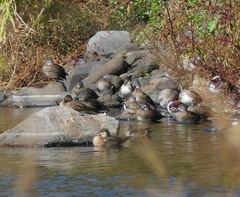 Sibirionetta formosa