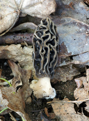 Morchella diminutiva